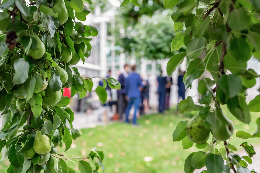 Päronen hänger tunga på grenar och genom bladen syns gäster mingla utanför Ulriksdals Värdshus.